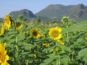 VV - Common Ground Sunflowers