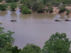 Patrick Moore - Mole, Ghana Elephants