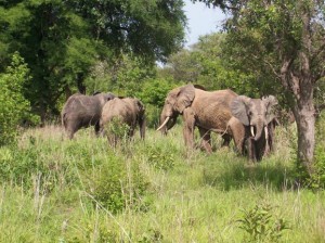 Patrick Moore - Mole, Ghana Elephants